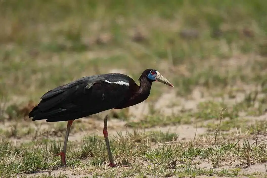 Abdim's Stork